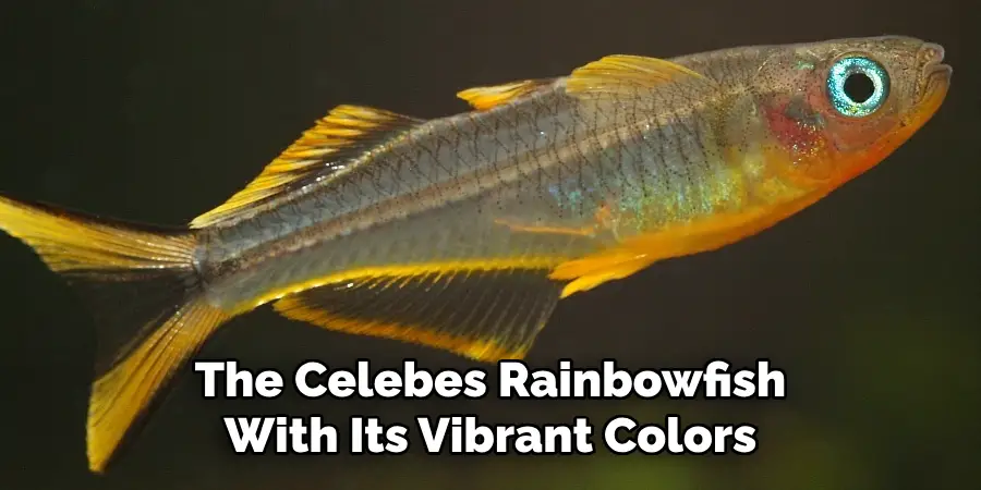 The Celebes Rainbowfish With Its Vibrant Colors