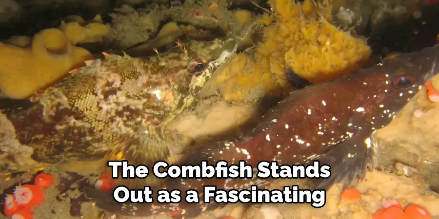 The Combfish Stands Out as a Fascinating