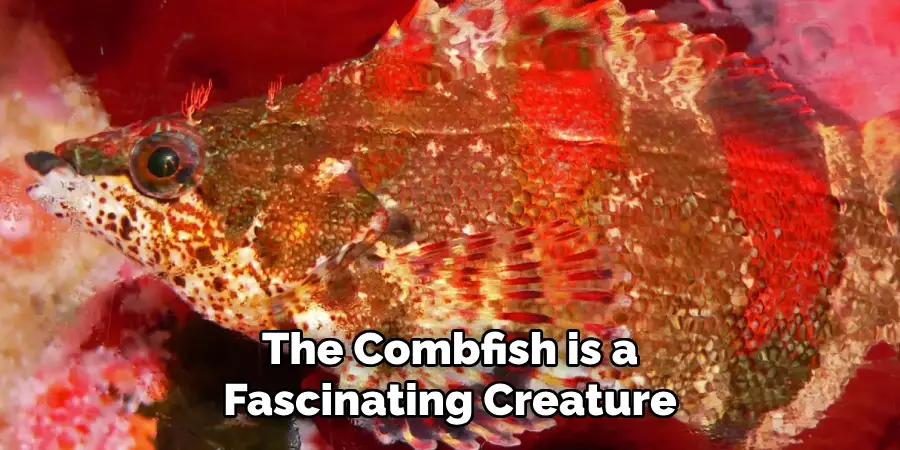 The Combfish is a Fascinating Creature