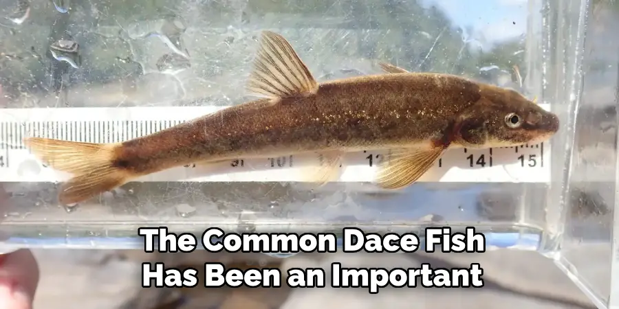 The Common Dace Fish Has Been an Important