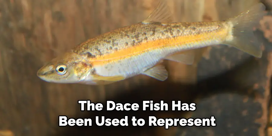 The Dace Fish Has Been Used to Represent