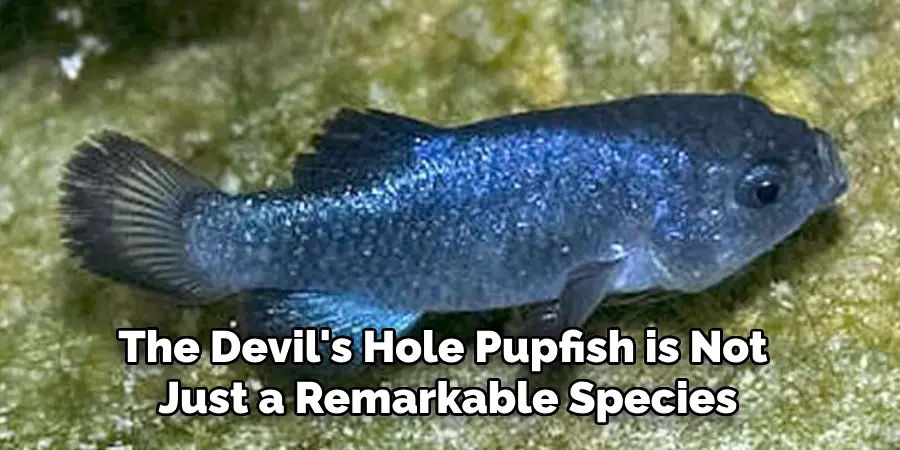 The Devil's Hole Pupfish is Not 
Just a Remarkable Species