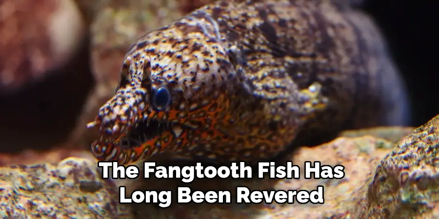 The Fangtooth Fish Has Long Been Revered