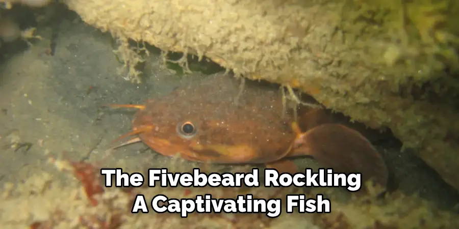 The Fivebeard Rockling A Captivating Fish