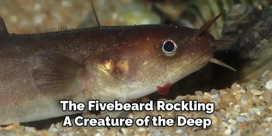 The Fivebeard Rockling A Creature of the Deep