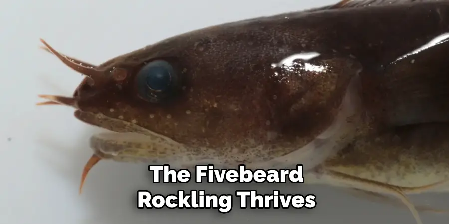 The Fivebeard Rockling thrives