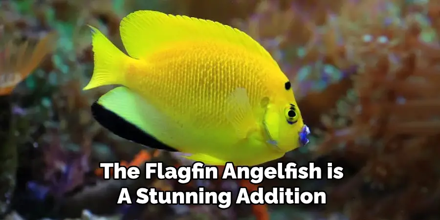 The Flagfin Angelfish is A Stunning Addition