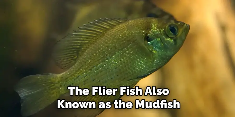 The Flier Fish Also Known as the Mudfish