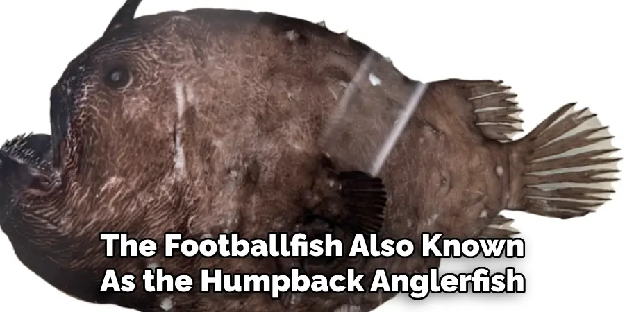 The Footballfish Also Known As the Humpback Anglerfish