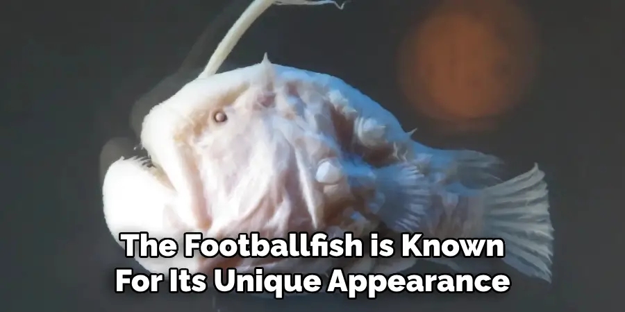 The Footballfish is Known For Its Unique Appearance