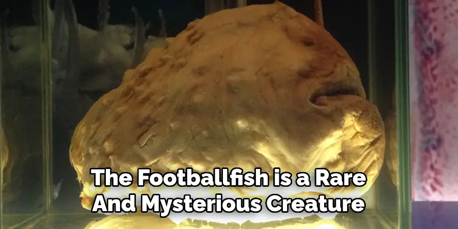 The Footballfish is a Rare And Mysterious Creature