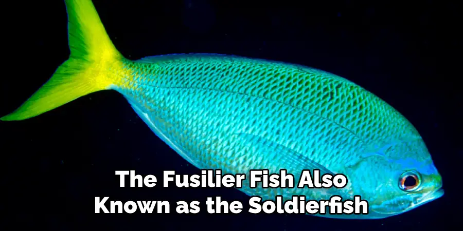 The Fusilier Fish Also Known as the Soldierfish