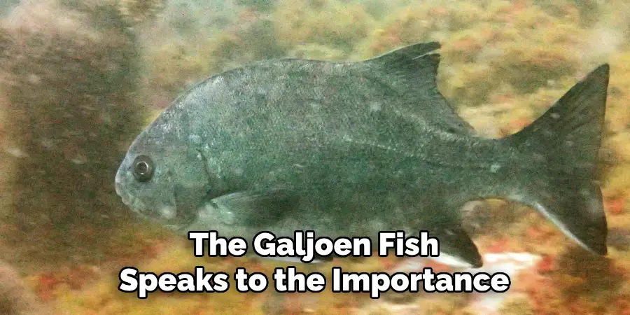 The Galjoen Fish Speaks to the Importance