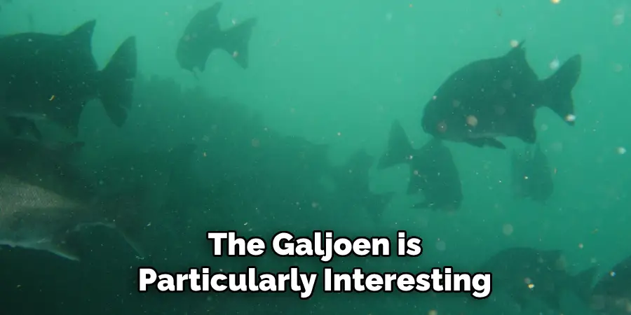 The Galjoen is Particularly Interesting