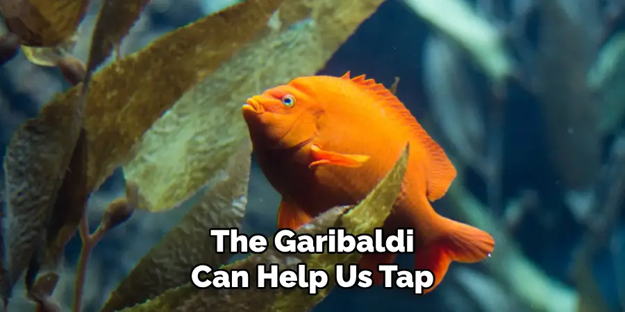 The Garibaldi Can Help Us Tap