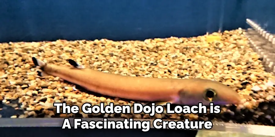 The Golden Dojo Loach is A Fascinating Creature