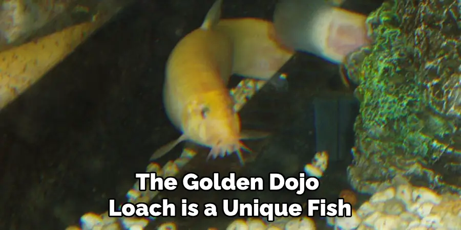 The Golden Dojo Loach is a Unique Fish