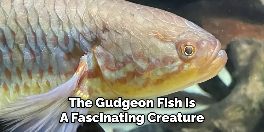 The Gudgeon Fish is A Fascinating Creature