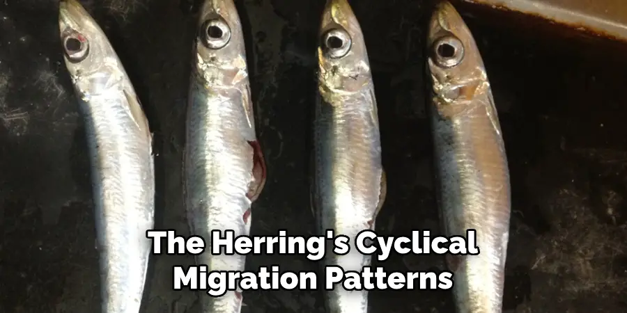 The Herring's Cyclical Migration Patterns