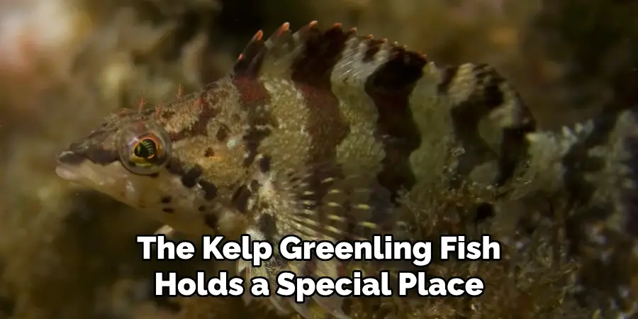 The Kelp Greenling Fish Holds a Special Place