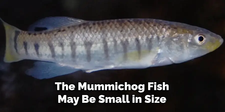 The Mummichog Fish May Be Small in Size