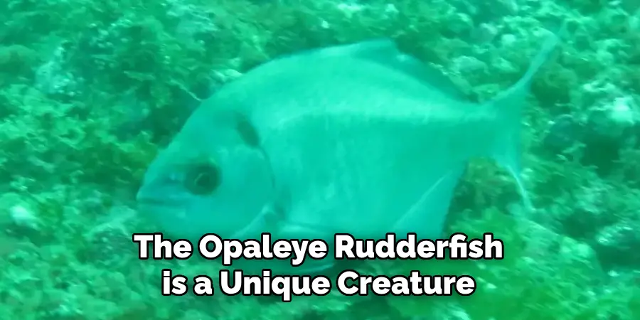 The Opaleye Rudderfish 
is a Unique Creature