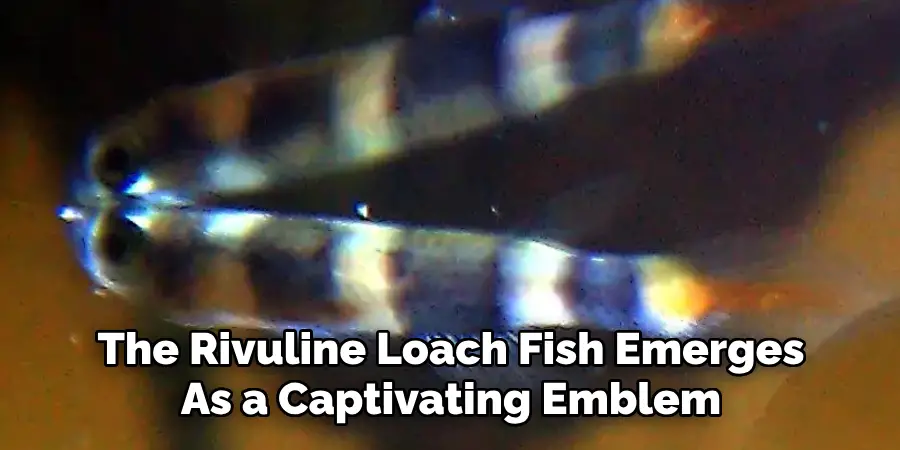 The Rivuline Loach Fish Emerges As a Captivating Emblem