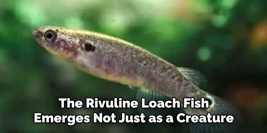 The Rivuline Loach Fish Emerges Not Just as a Creature