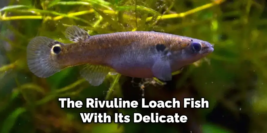 The Rivuline Loach Fish With Its Delicate