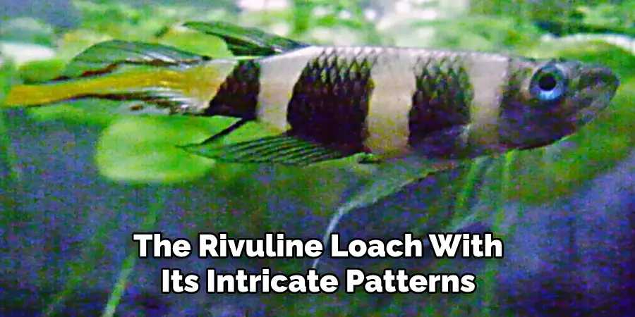 The Rivuline Loach, With Its Intricate Patterns