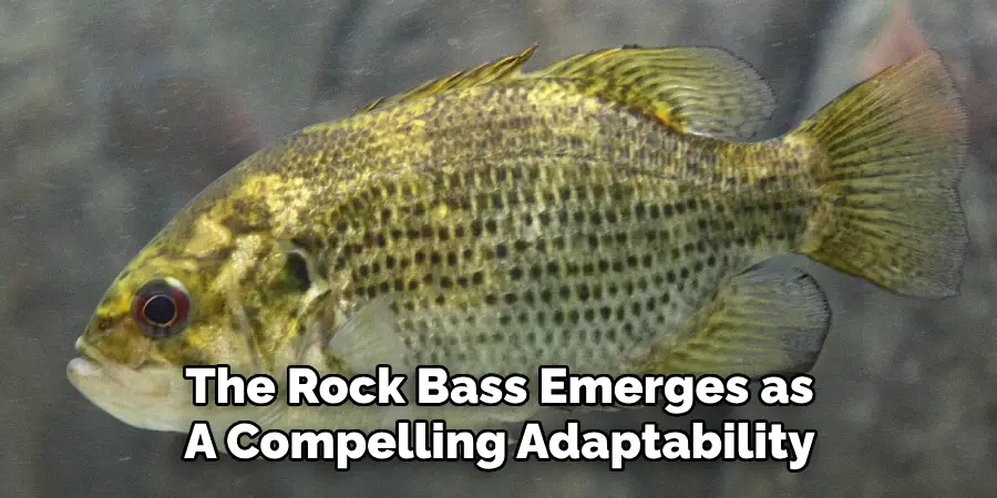 The Rock Bass Emerges as A Compelling Adaptability