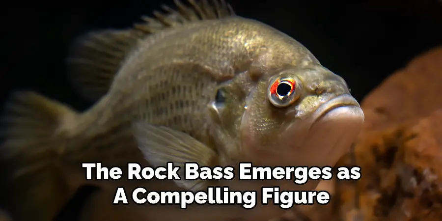 The Rock Bass Emerges as A Compelling Figure