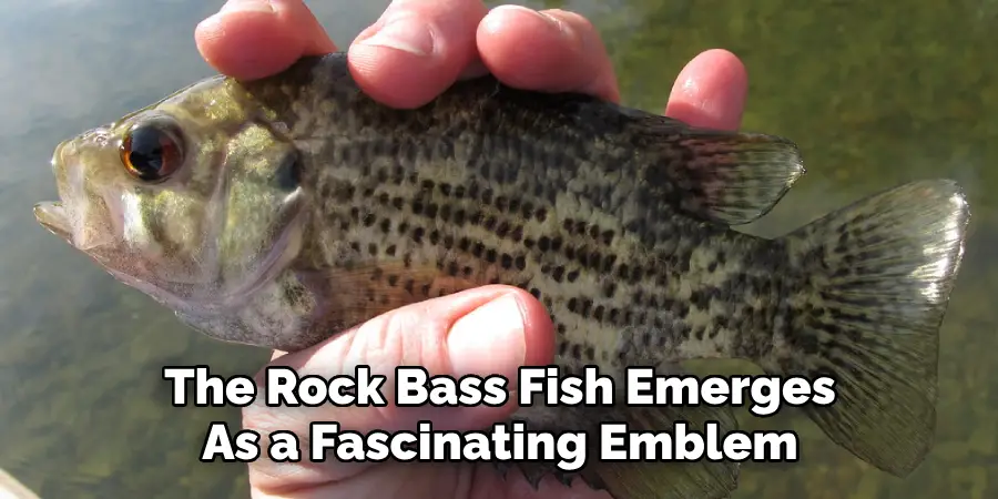 The Rock Bass Fish Emerges As a Fascinating Emblem