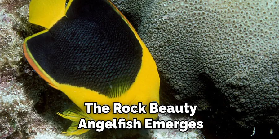 The Rock Beauty Angelfish Emerges