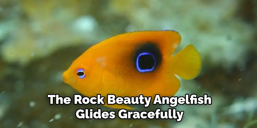 The Rock Beauty Angelfish Glides Gracefully