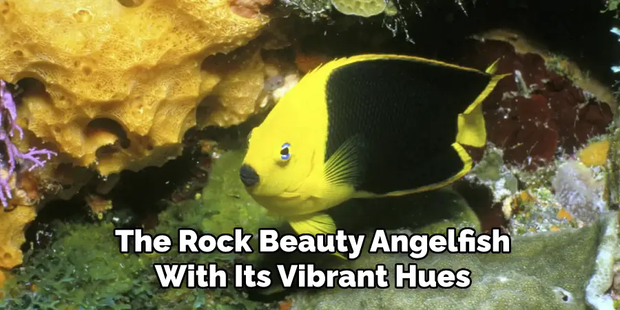 The Rock Beauty Angelfish With Its Vibrant Hues