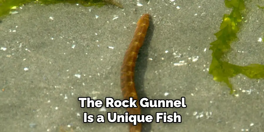 The Rock Gunnel Is a Unique Fish