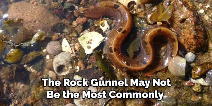 The Rock Gunnel May Not Be the Most Commonly