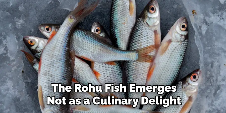 The Rohu Fish Emerges Not as a Culinary Delight