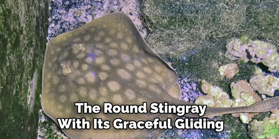 The Round Stingray With Its Graceful Gliding