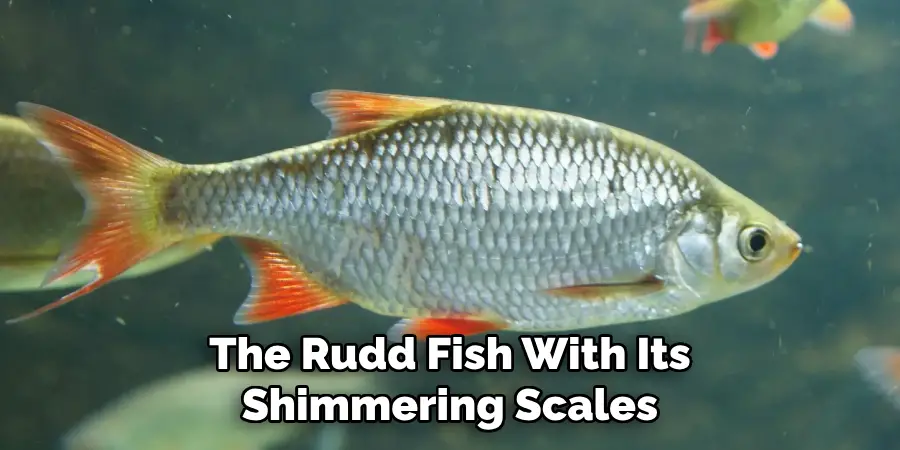 The Rudd Fish, With Its Shimmering Scales