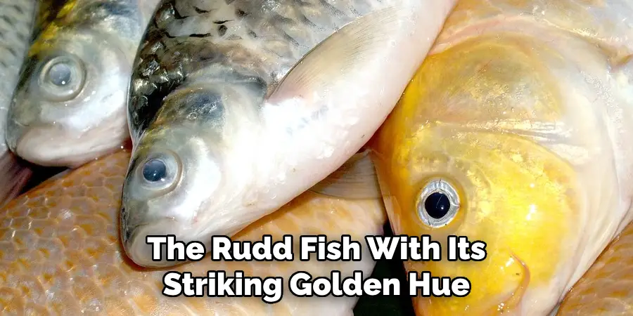 The Rudd Fish, With Its Striking Golden Hue