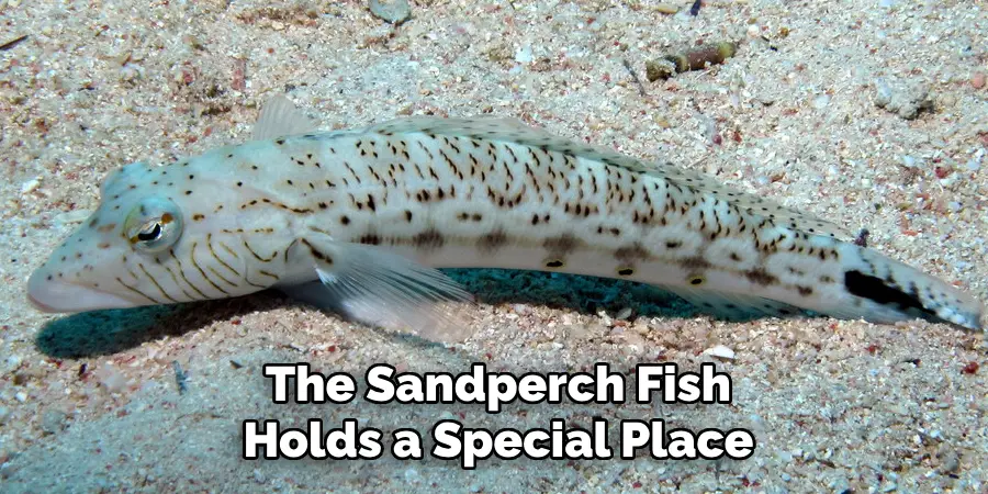 The Sandperch Fish Holds a Special Place