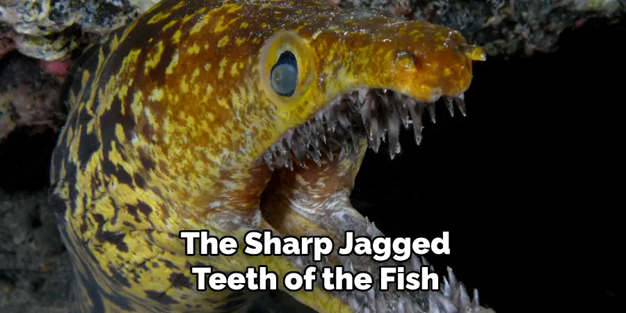 The Sharp Jagged Teeth of the Fish