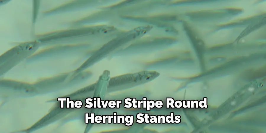 The Silver-stripe Round Herring Stands