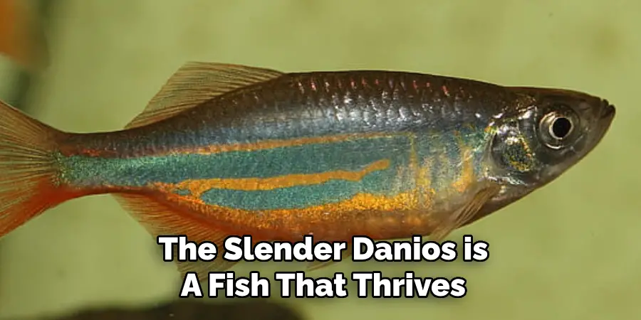 The Slender Danios is A Fish That Thrives