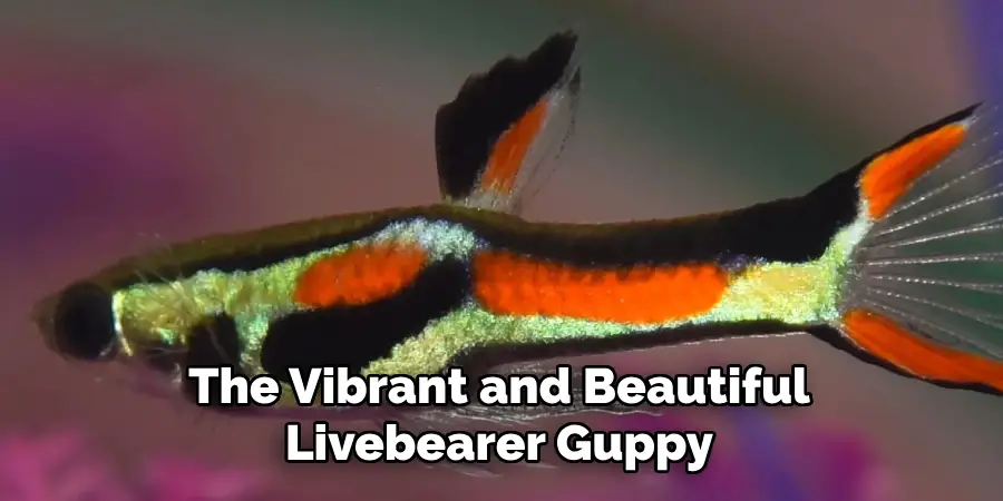 The Vibrant and Beautiful 
Livebearer Guppy