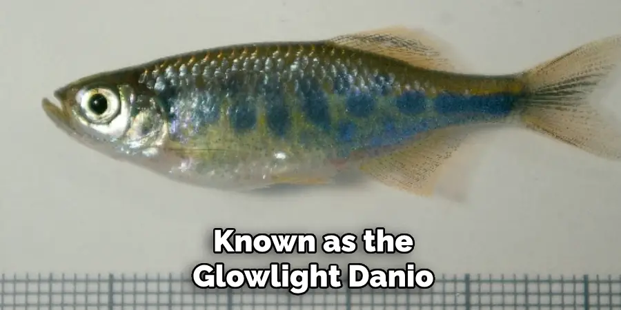 known as the Glowlight Danio