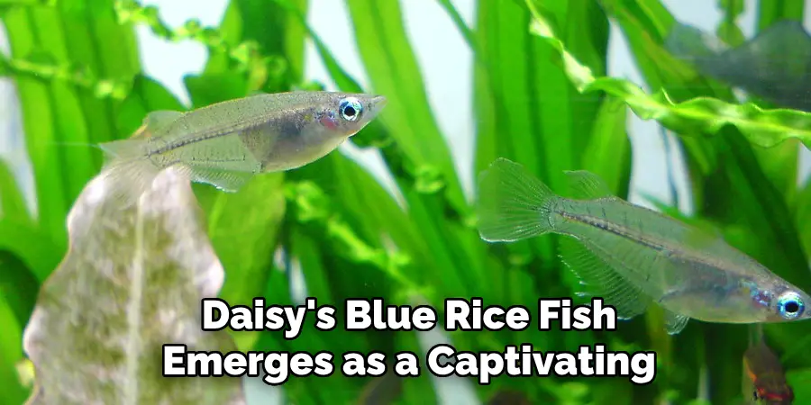 Daisy's Blue Rice Fish Emerges as a Captivating