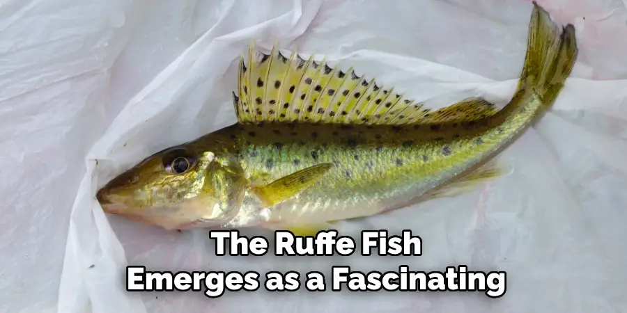 The Ruffe Fish Emerges as a Fascinating